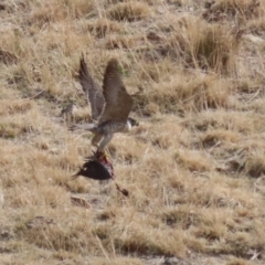 Falco peregrinus at Tuggeranong, ACT - 28 Jul 2023