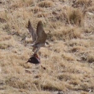 Falco peregrinus at Tuggeranong, ACT - 28 Jul 2023