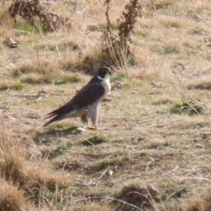 Falco peregrinus at Tuggeranong, ACT - 28 Jul 2023