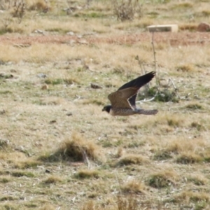 Falco peregrinus at Tuggeranong, ACT - 28 Jul 2023 12:41 PM