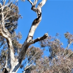 Cacatua galerita (Sulphur-crested Cockatoo) at Gungahlin, ACT - 27 Jul 2023 by TrishGungahlin