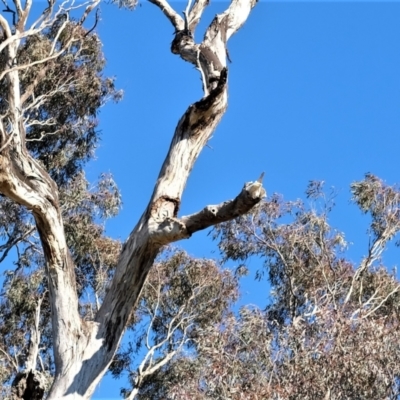 Cacatua galerita (Sulphur-crested Cockatoo) at Gungahlin, ACT - 27 Jul 2023 by TrishGungahlin