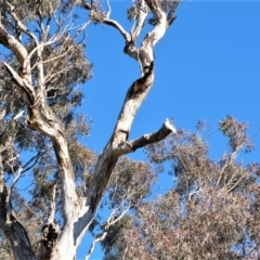 Cacatua galerita at Gungahlin, ACT - 27 Jul 2023