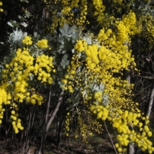 Acacia baileyana at Latham, ACT - 22 Jul 2023