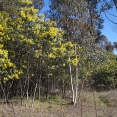Acacia baileyana at Latham, ACT - 22 Jul 2023