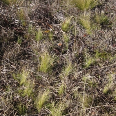 Nassella trichotoma (Serrated Tussock) at Higgins, ACT - 22 Jul 2023 by pinnaCLE