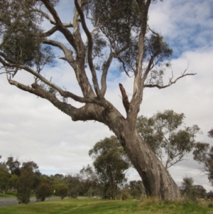 Eucalyptus blakelyi at Higgins, ACT - 22 Sep 2022
