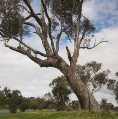 Eucalyptus blakelyi (Blakely's Red Gum) at Higgins, ACT - 22 Sep 2022 by pinnaCLE