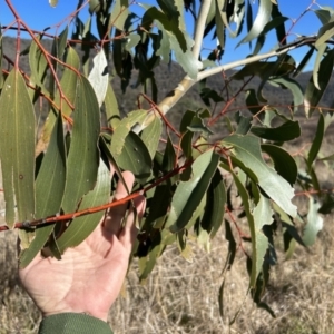 Eucalyptus pauciflora subsp. pauciflora at Tuggeranong, ACT - 21 Jul 2023 10:31 AM