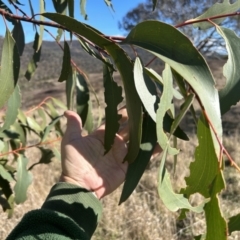 Eucalyptus pauciflora subsp. pauciflora at Tuggeranong, ACT - 21 Jul 2023 10:31 AM