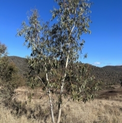 Eucalyptus pauciflora subsp. pauciflora at Tuggeranong, ACT - 21 Jul 2023
