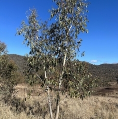 Eucalyptus pauciflora subsp. pauciflora at Tuggeranong, ACT - 21 Jul 2023 10:31 AM