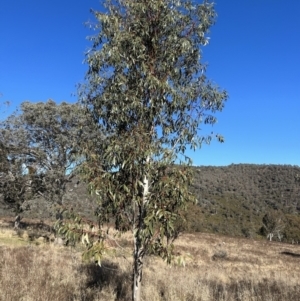 Eucalyptus pauciflora subsp. pauciflora at Tuggeranong, ACT - 21 Jul 2023