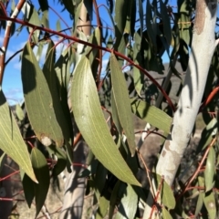 Eucalyptus pauciflora subsp. pauciflora (White Sally, Snow Gum) at Tuggeranong, ACT - 21 Jul 2023 by dwise