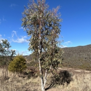 Eucalyptus pauciflora subsp. pauciflora at Bullen Range - 21 Jul 2023 10:35 AM