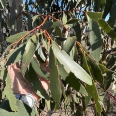 Eucalyptus pauciflora subsp. pauciflora (White Sally, Snow Gum) at Bullen Range - 21 Jul 2023 by dwise