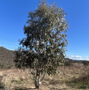 Eucalyptus pauciflora subsp. pauciflora at Tuggeranong, ACT - 21 Jul 2023