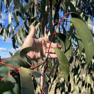 Eucalyptus pauciflora subsp. pauciflora at Tuggeranong, ACT - 21 Jul 2023 10:37 AM