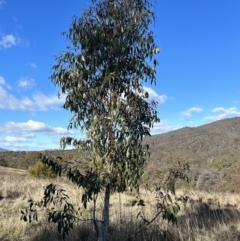 Eucalyptus pauciflora subsp. pauciflora at Tuggeranong, ACT - 21 Jul 2023 10:37 AM