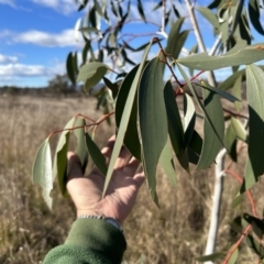 Eucalyptus pauciflora subsp. pauciflora (White Sally, Snow Gum) at Bullen Range - 21 Jul 2023 by dwise