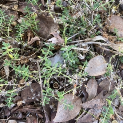 Paronychia brasiliana (Brazilian Whitlow) at Emu Creek - 27 Jul 2023 by JohnGiacon