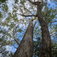 Eucalyptus pilularis (Blackbutt) at Ulladulla, NSW - 28 Jul 2023 by MatthewFrawley