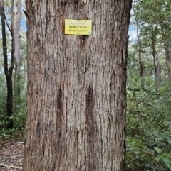 Eucalyptus pilularis at Ulladulla Wildflower Reserve - 28 Jul 2023 09:45 AM