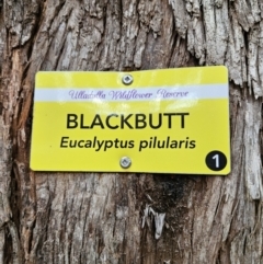 Eucalyptus pilularis at Ulladulla Wildflower Reserve - 28 Jul 2023