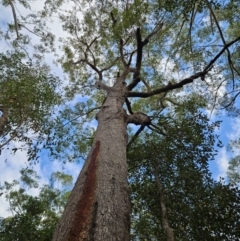 Corymbia gummifera (Red Bloodwood) at Ulladulla, NSW - 28 Jul 2023 by MatthewFrawley