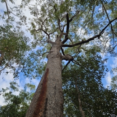 Corymbia gummifera (Red Bloodwood) at Ulladulla Wildflower Reserve - 27 Jul 2023 by MatthewFrawley