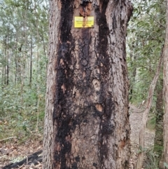 Corymbia gummifera at Ulladulla Wildflower Reserve - 28 Jul 2023 09:46 AM