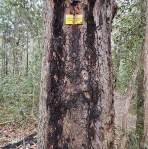 Corymbia gummifera at Ulladulla Wildflower Reserve - 28 Jul 2023