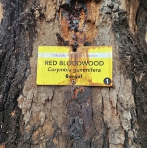 Corymbia gummifera at Ulladulla Wildflower Reserve - 28 Jul 2023