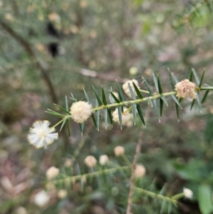 Acacia ulicifolia at Ulladulla, NSW - 28 Jul 2023