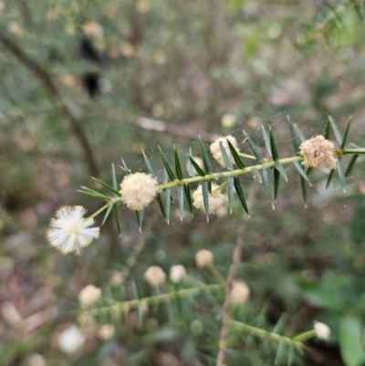 Acacia ulicifolia (Prickly Moses) at Ulladulla, NSW - 28 Jul 2023 by MatthewFrawley