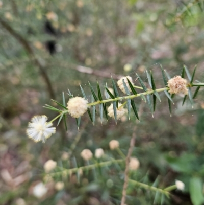 Acacia ulicifolia (Prickly Moses) at Ulladulla Wildflower Reserve - 27 Jul 2023 by MatthewFrawley