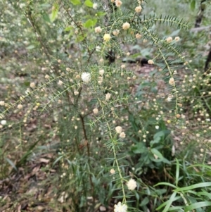 Acacia ulicifolia at Ulladulla, NSW - 28 Jul 2023