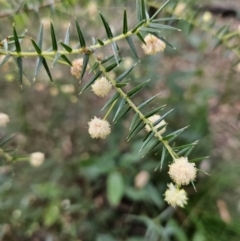 Acacia ulicifolia at Ulladulla, NSW - 28 Jul 2023