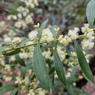 Acacia myrtifolia (Myrtle Wattle) at Ulladulla Wildflower Reserve - 27 Jul 2023 by MatthewFrawley
