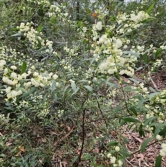 Acacia myrtifolia at Ulladulla, NSW - 28 Jul 2023