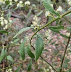 Acacia myrtifolia at Ulladulla, NSW - 28 Jul 2023 09:48 AM