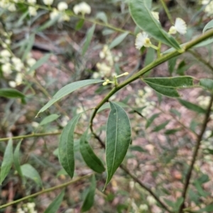 Acacia myrtifolia at Ulladulla, NSW - 28 Jul 2023