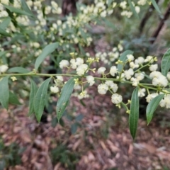 Acacia myrtifolia at Ulladulla, NSW - 28 Jul 2023