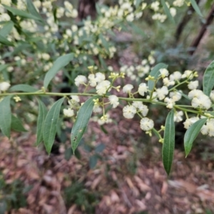 Acacia myrtifolia at Ulladulla, NSW - 28 Jul 2023