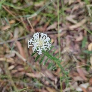 Pimelea linifolia at Ulladulla, NSW - 28 Jul 2023 09:49 AM