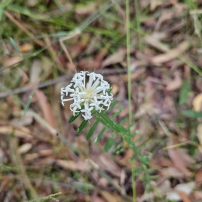 Pimelea linifolia (Slender Rice Flower) at Ulladulla, NSW - 28 Jul 2023 by MatthewFrawley