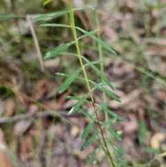 Pimelea linifolia at Ulladulla, NSW - 28 Jul 2023