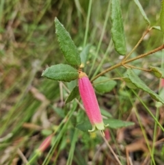 Correa reflexa (Common Correa, Native Fuchsia) at Ulladulla, NSW - 28 Jul 2023 by MatthewFrawley