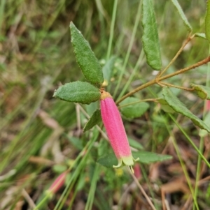 Correa reflexa at Ulladulla, NSW - 28 Jul 2023 09:56 AM