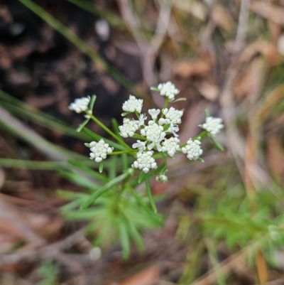 Poranthera corymbosa (Clustered Poranthera) at Ulladulla, NSW - 27 Jul 2023 by MatthewFrawley